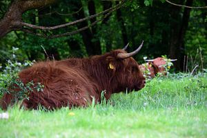 Ein liegender schottischer Highlander