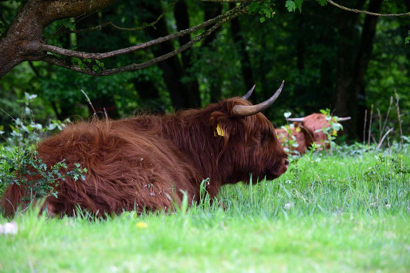 Ein liegender schottischer Highlander von Gerard de Zwaan