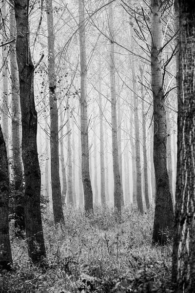 Jeu de lignes magique dans la forêt par Margreet Piek