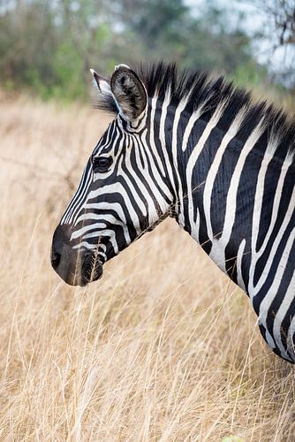 Uganda Zebra