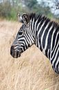 Oegandese Zebra van Sander RB thumbnail