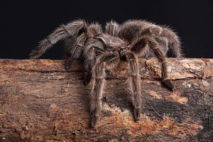Araignée-oiseau du Chili (Grammostola rosea)