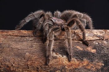Chilenische Vogelspinne (Grammostola rosea)