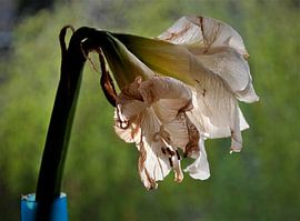 Amarilles in decline by Hans Staphorst
