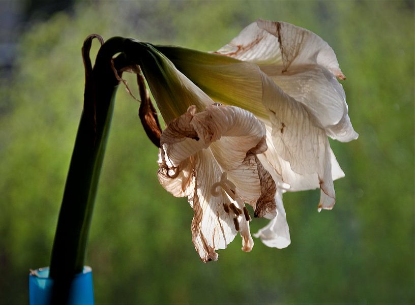 Amarilles in decline by Hans Staphorst