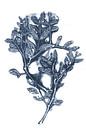 Botanical art in retro colors. Blue and white. Japandi style. by Dina Dankers thumbnail