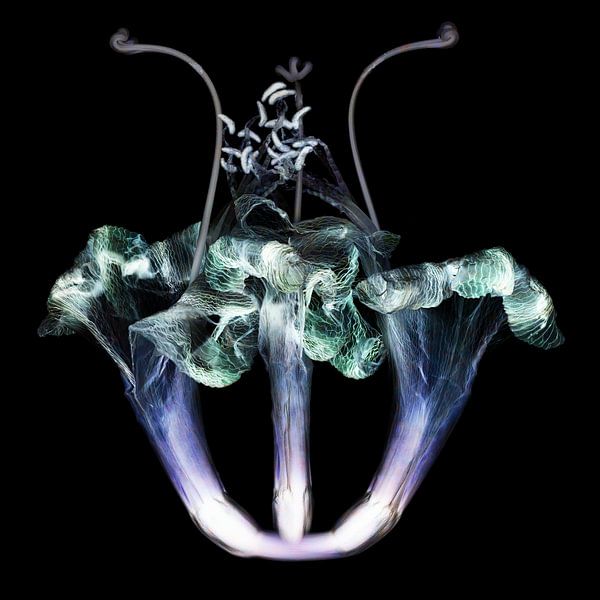 Amaryllis 9 van Henk Leijen