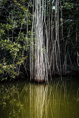 Dans la mangrove