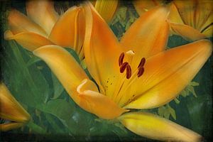 lys orange