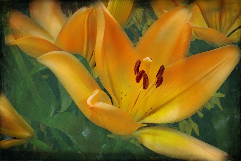 orange lily by eric van der eijk