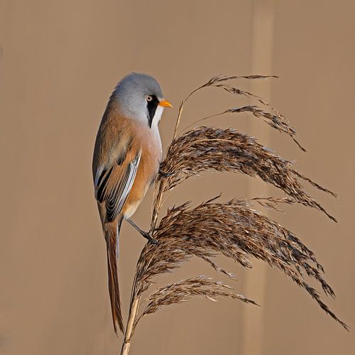 Bartmeisen-Männchen posiert oben auf dem Schilf