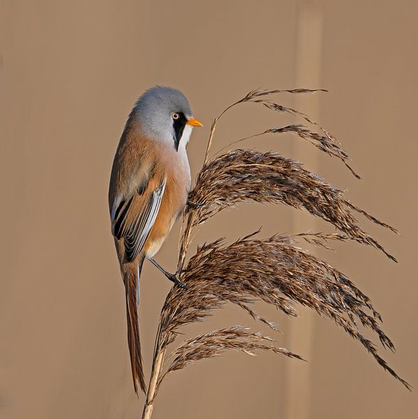 Le mâle du roselin barbu pose au sommet du roseau. par Henk van Dorp