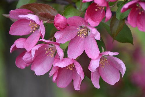 Een appelboom in bloei in het park