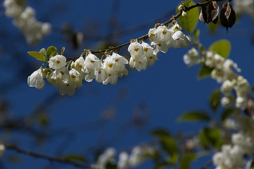 Weiße Glockenblumen vor tiefblauem Hintergrund