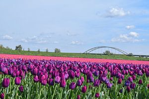 Veld met paarse en roze tulpen 