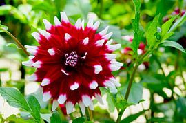 Red and white dahlia in green