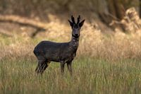 Black roe deer in a sea of green