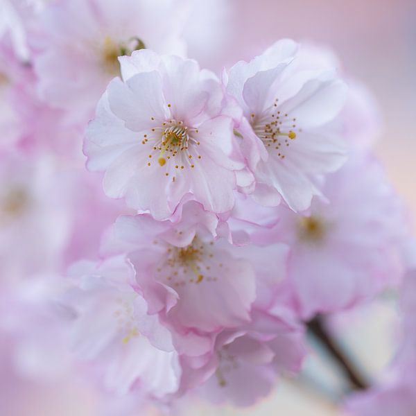 Flowers blossom by PeetMagneet