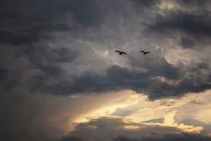 Tauben im Anflug von Petra Dreiling-Schewe