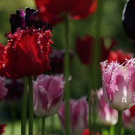 Tulpen / Tulpenveld van Marion Lucassen