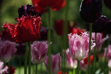 Tulpen / Tulpenveld van Marion Lucassen