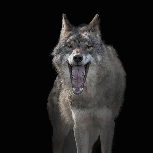 Europese Wolf, Canis lupus lupus