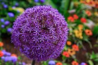 Allium ornamental garlic in Mühlacker