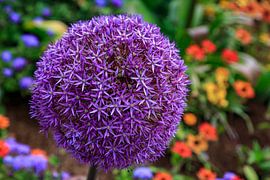 Ail d'ornement Allium à Mühlacker