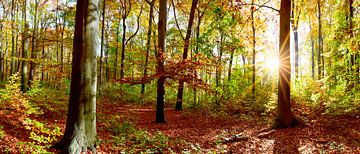 Herbstlicher Wald mit Sonne von Günter Albers