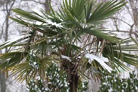 Struiken by Veli Aydin