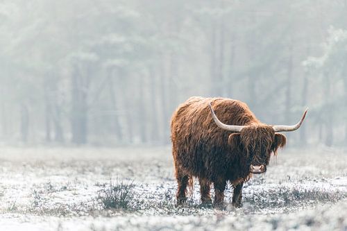 Portret van een Schotse Hooglander in de sneeuw