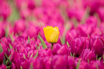 De eenzame gele tulp. van Hans Buls Photography