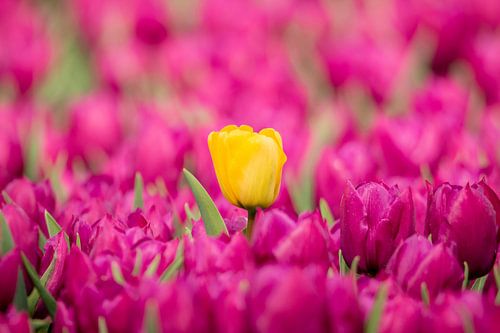 De eenzame gele tulp.