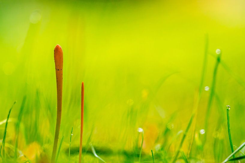 Orange club mushrooms in the green grass by Emajeur Fotografie