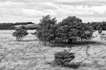 Landschap met bomen en wuivend gras (Denemarken) van Tot Kijk Fotografie: natuur aan de muur