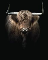 Schotse Hooglander