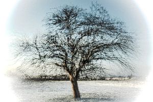 winterse boom van Guido Rooseleer