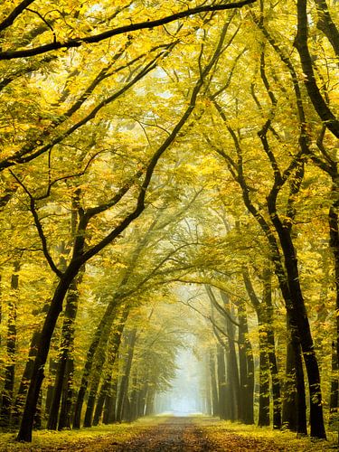 Golden Roof by Lars van de Goor