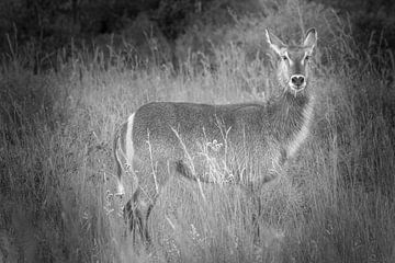 Waterbok starend naar de camera. van Gunter Nuyts