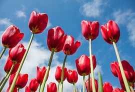 Tulpen  by Charelle Roeda