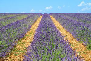 Blühender Lavendel in der Provence an einem Sommertag