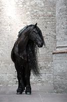 Portret Fries paard in kerk