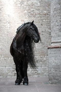 Portrait Friesian horse in church by Shirley van Lieshout