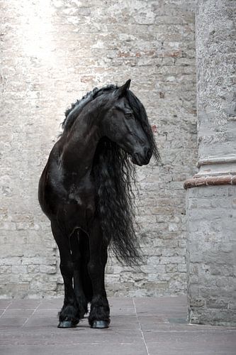 Portrait d'un cheval frison dans une église