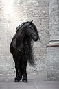 Portret Fries paard in kerk van Shirley van Lieshout thumbnail