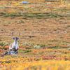Rendieren in het Abisko National Park in de kleurrijke herfst van Lapland. van Jiri Viehmann