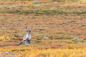 Rentier beim Abisko Nationalpark im farbenfrohen Herbst Lapplands.