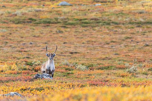 Rendieren in het Abisko National Park in de kleurrijke herfst van Lapland.
