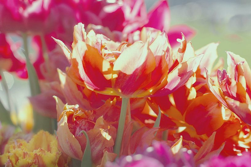 Orange Tulips by Marianna Pobedimova