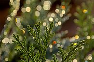 Detail van een conifeer met bokeh lichtjes van Kristof Lauwers thumbnail